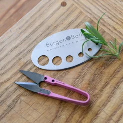 Asteraceae Herb Set