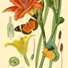 Botanical N0:3 Greetings Card