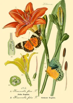 Botanical N0:3 Greetings Card