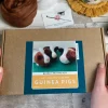 Guinea Pigs Needle Felting Kit