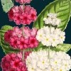 Ladybird Greetings Card