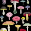 Many Mushrooms Greetings Card