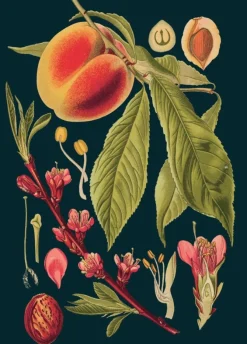 Peach Greetings Card