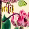 Pink Lily with Green Butterfly Greetings Card