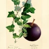Plum Greeting Card