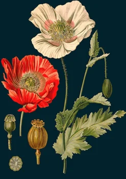 Poppy Greeting Card