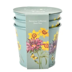 RHS Asteraceae Set of 3 Herb pots