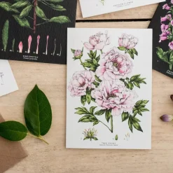 Tree Peony - card